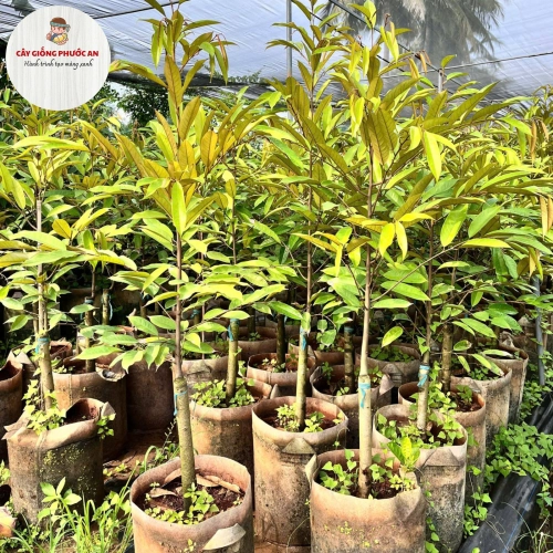 Giống Cây Sầu Riêng