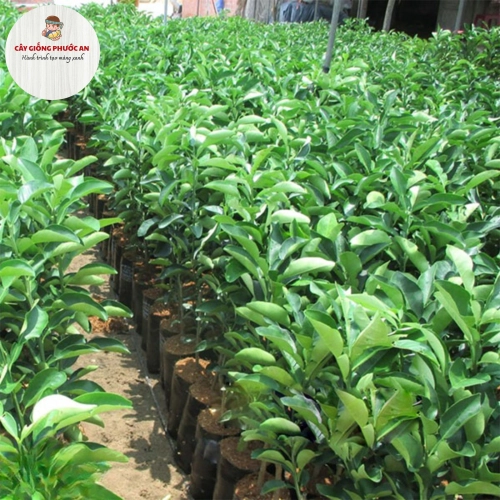 Giống Cây Bưởi