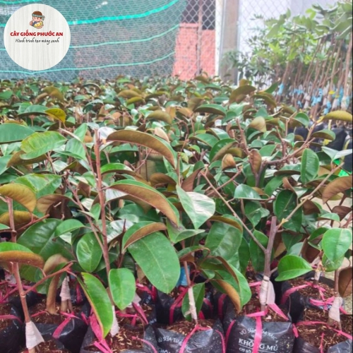 Giống Cây Vú Sữa