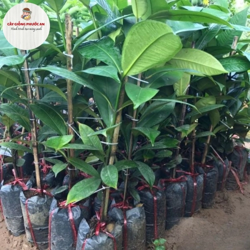 Giống Cây Măng Cụt