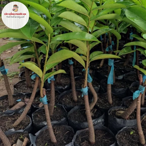 Giống Cây Mãng Cầu Xiêm